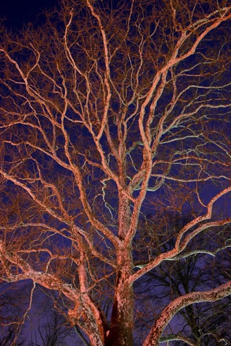 Sycamore Lit by Traffic Lights and Street Lamps, Bloomfield, NJ (5915 SA).jpg